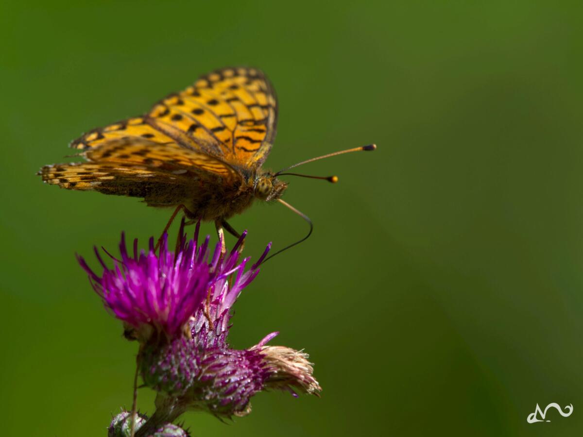 Schmetterling