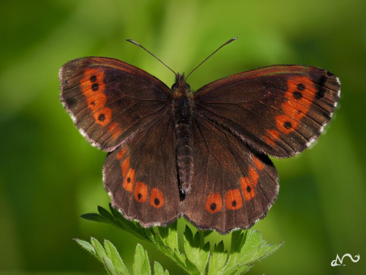 Schmetterling