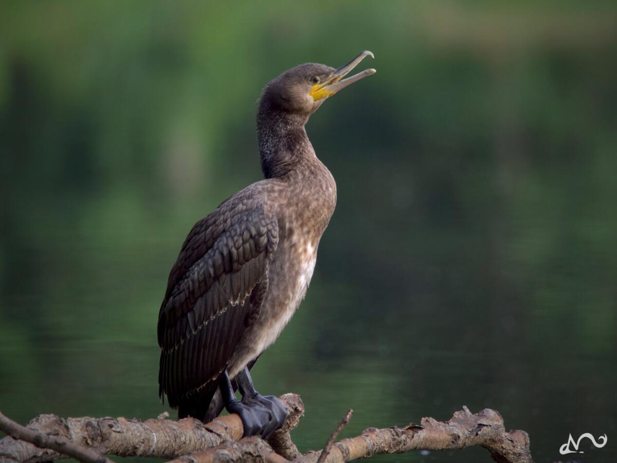 Kormoran