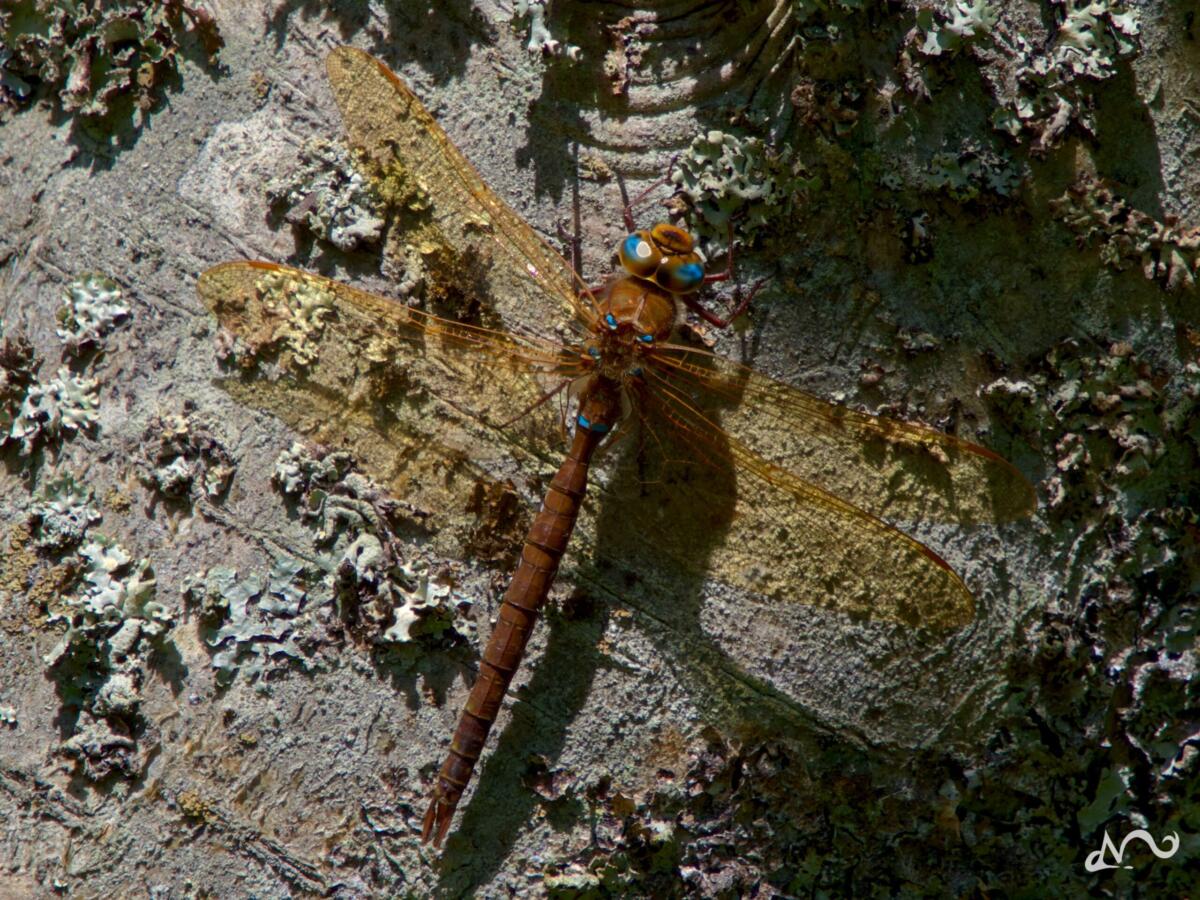 Libelle