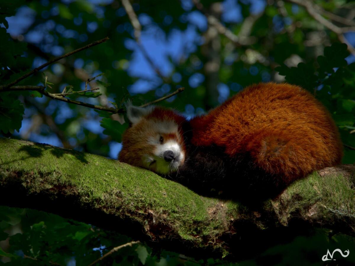 Rotpanda