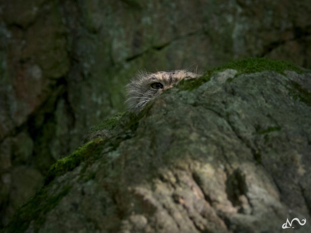 Wildkatze