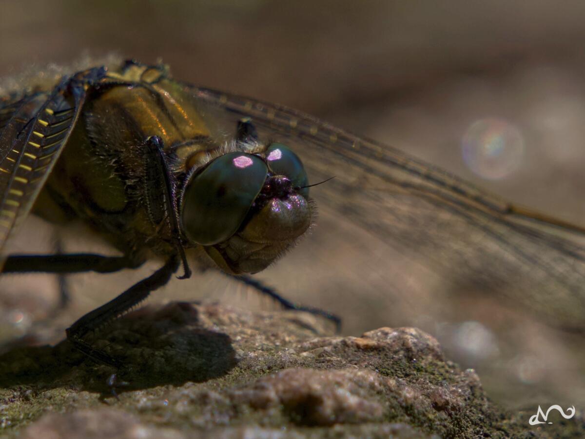 Libelle