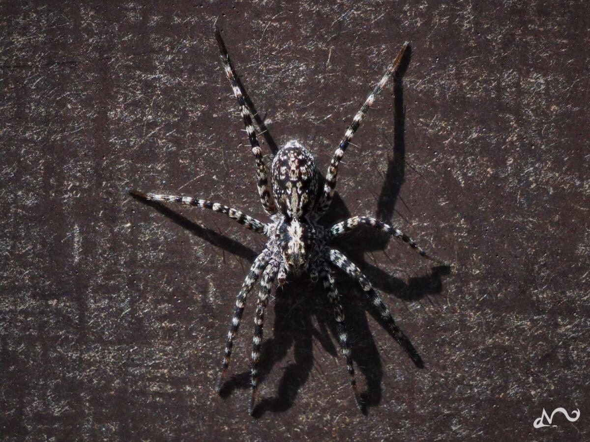 Spinne