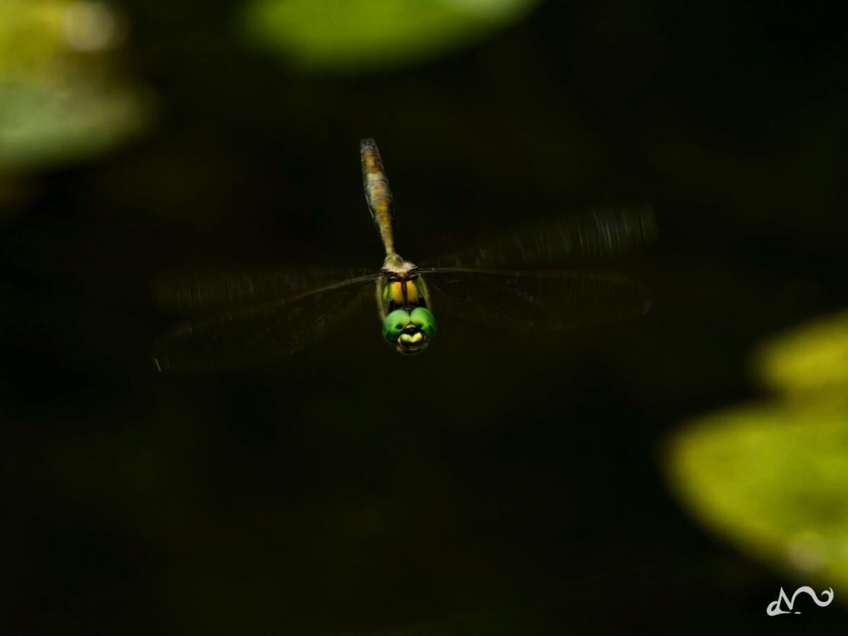 Libelle