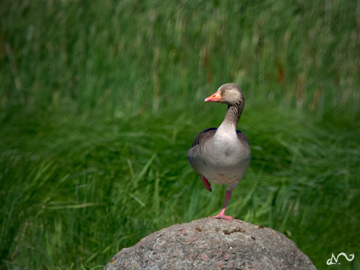 Gans