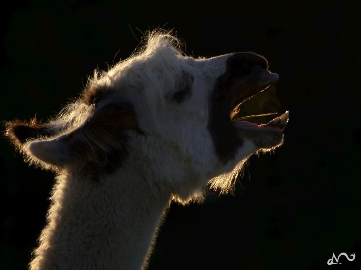 Lama