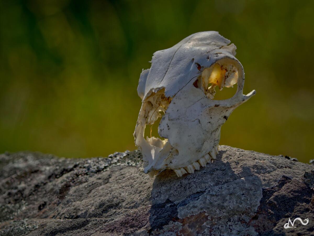 DeathLight