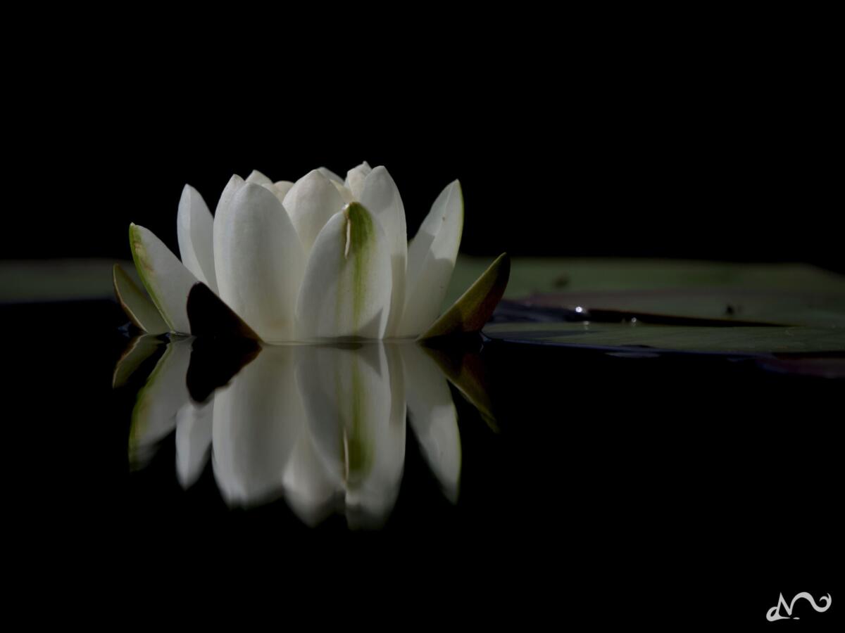 Seerose