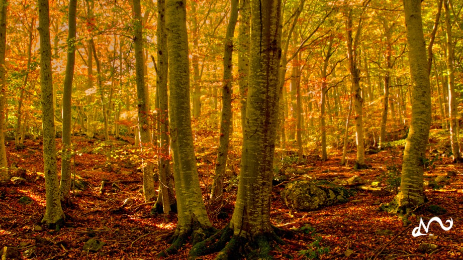Herbst