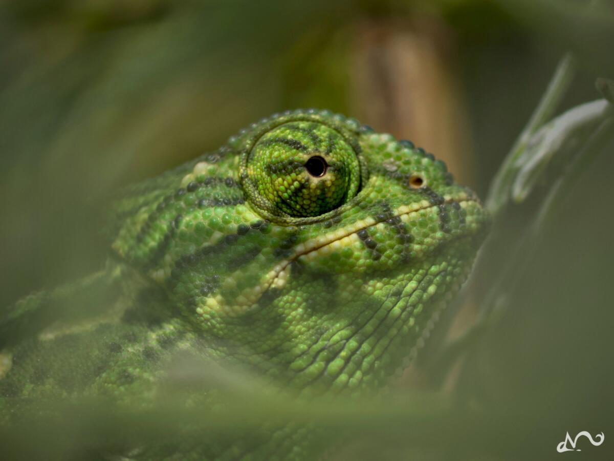 Camelion