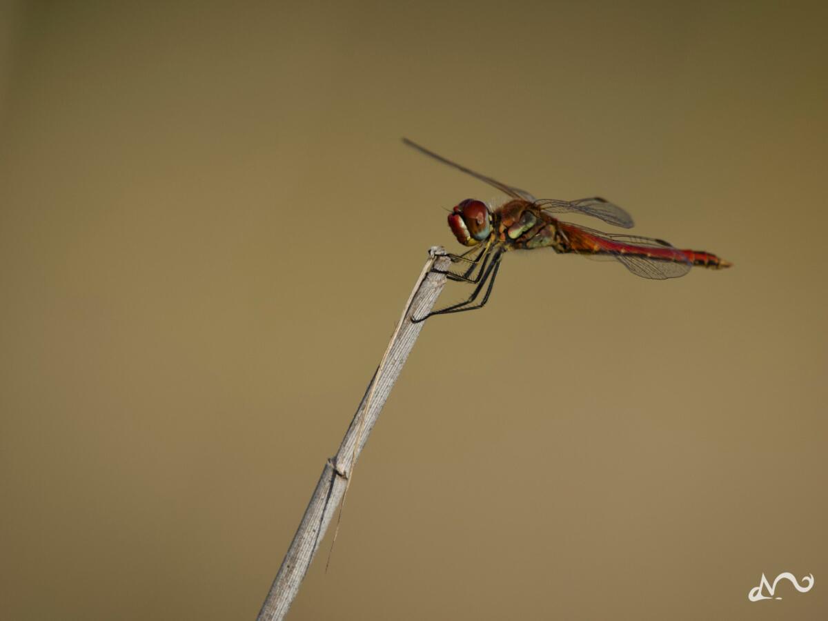 Libelle
