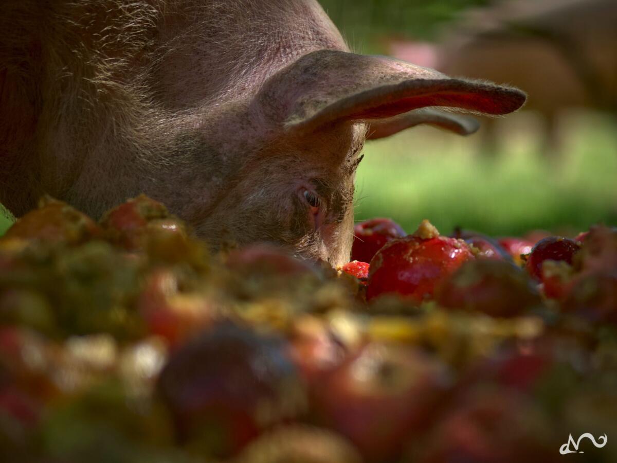 Schwein