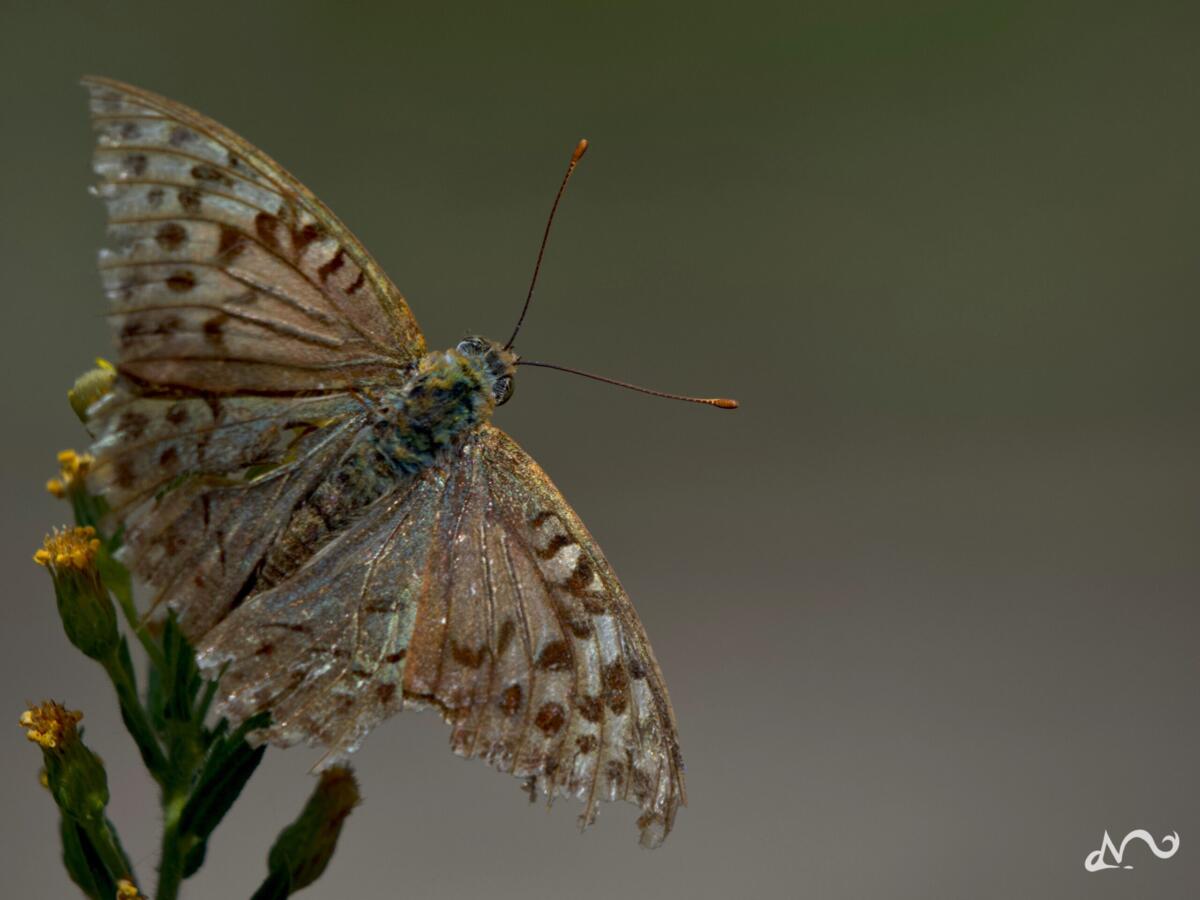 Insects