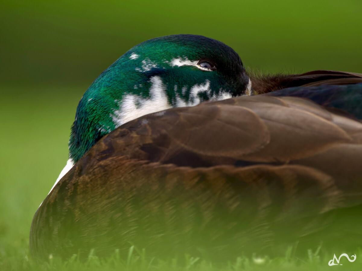 Ente