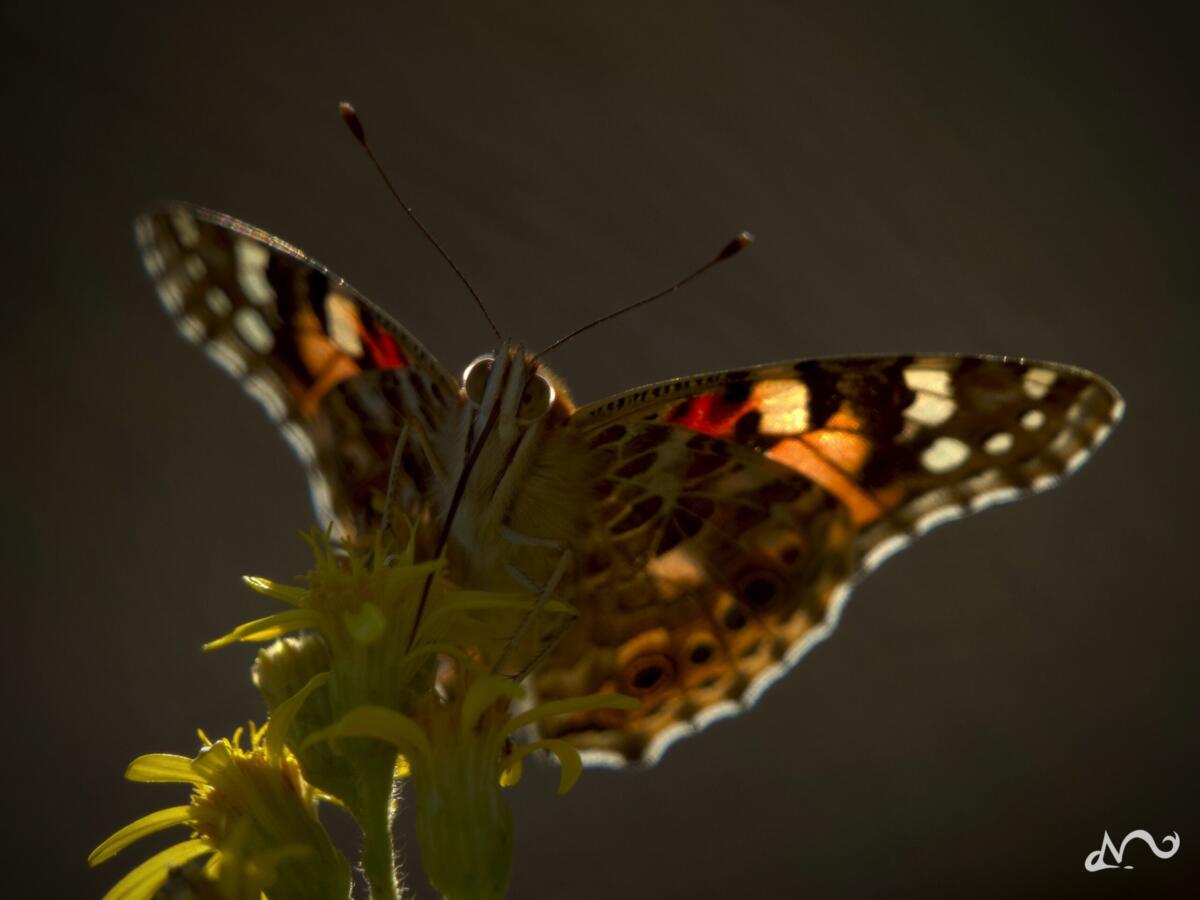 Schmetterling