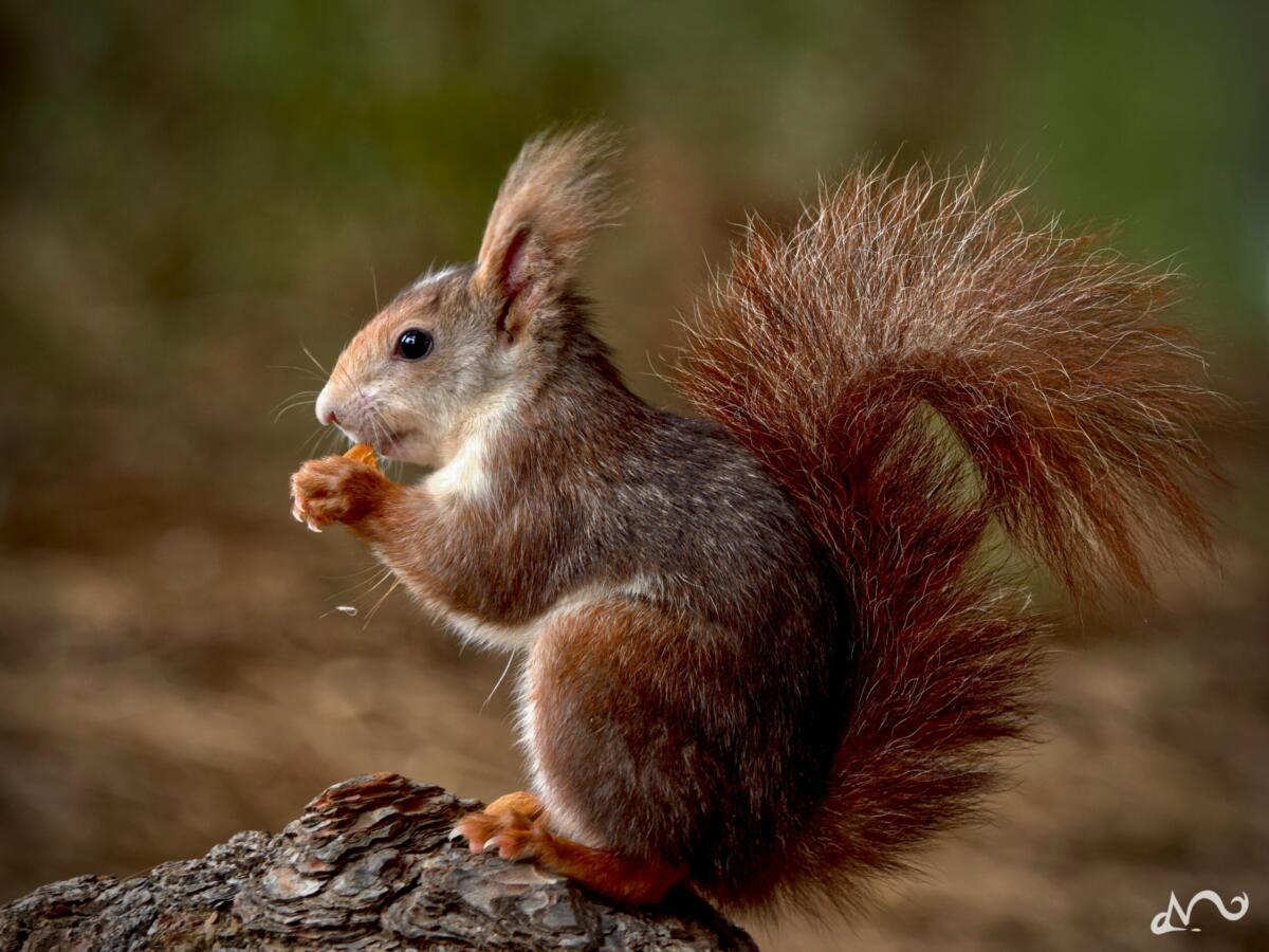 Eichhörnchen