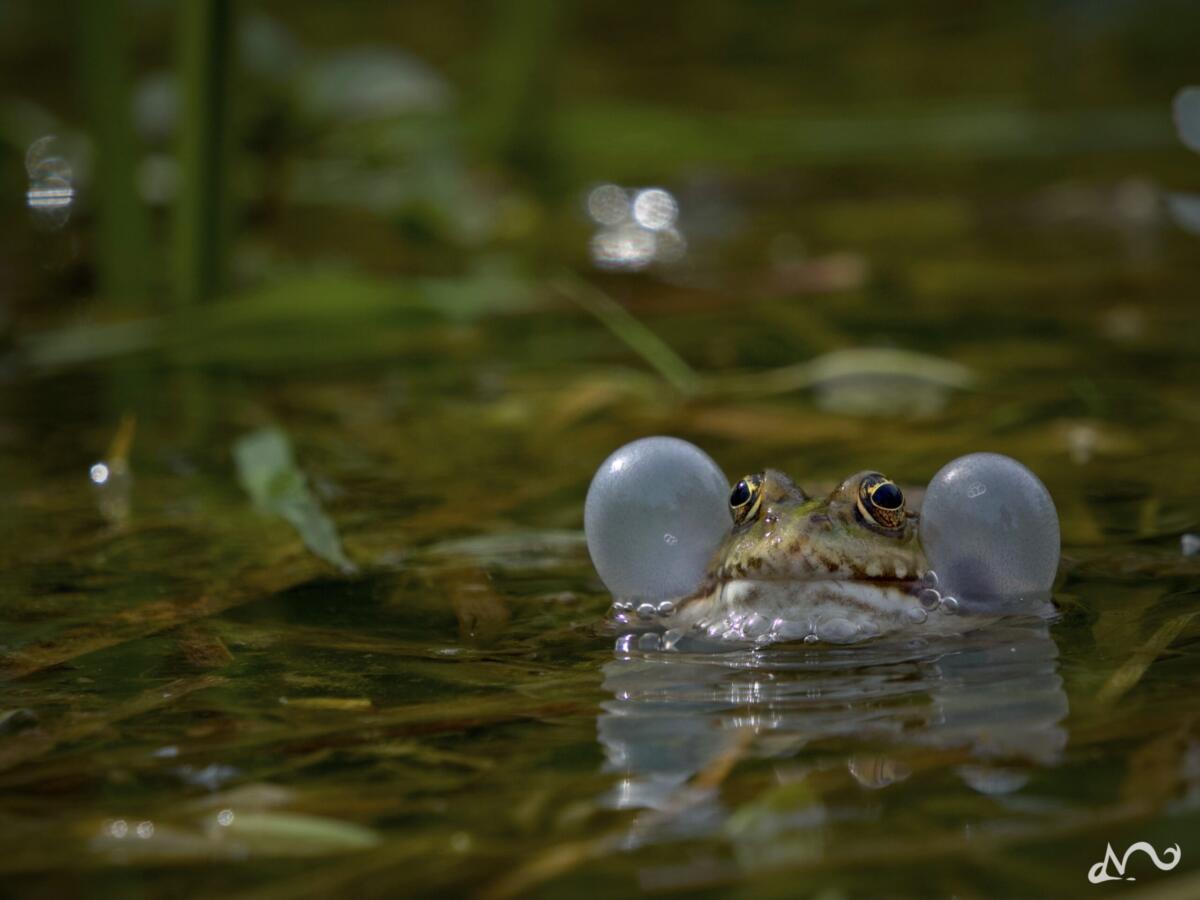Wildlife